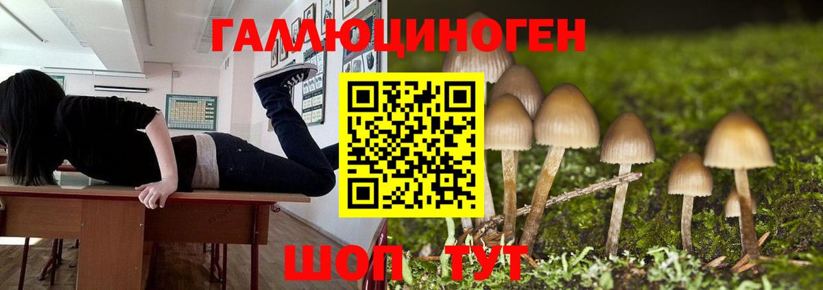 Свободный  где продают   Вход с VPN  Галлюциногенные грибы MAGIC MUSHROOMS  Галлюциногенные грибы Psilocybe 